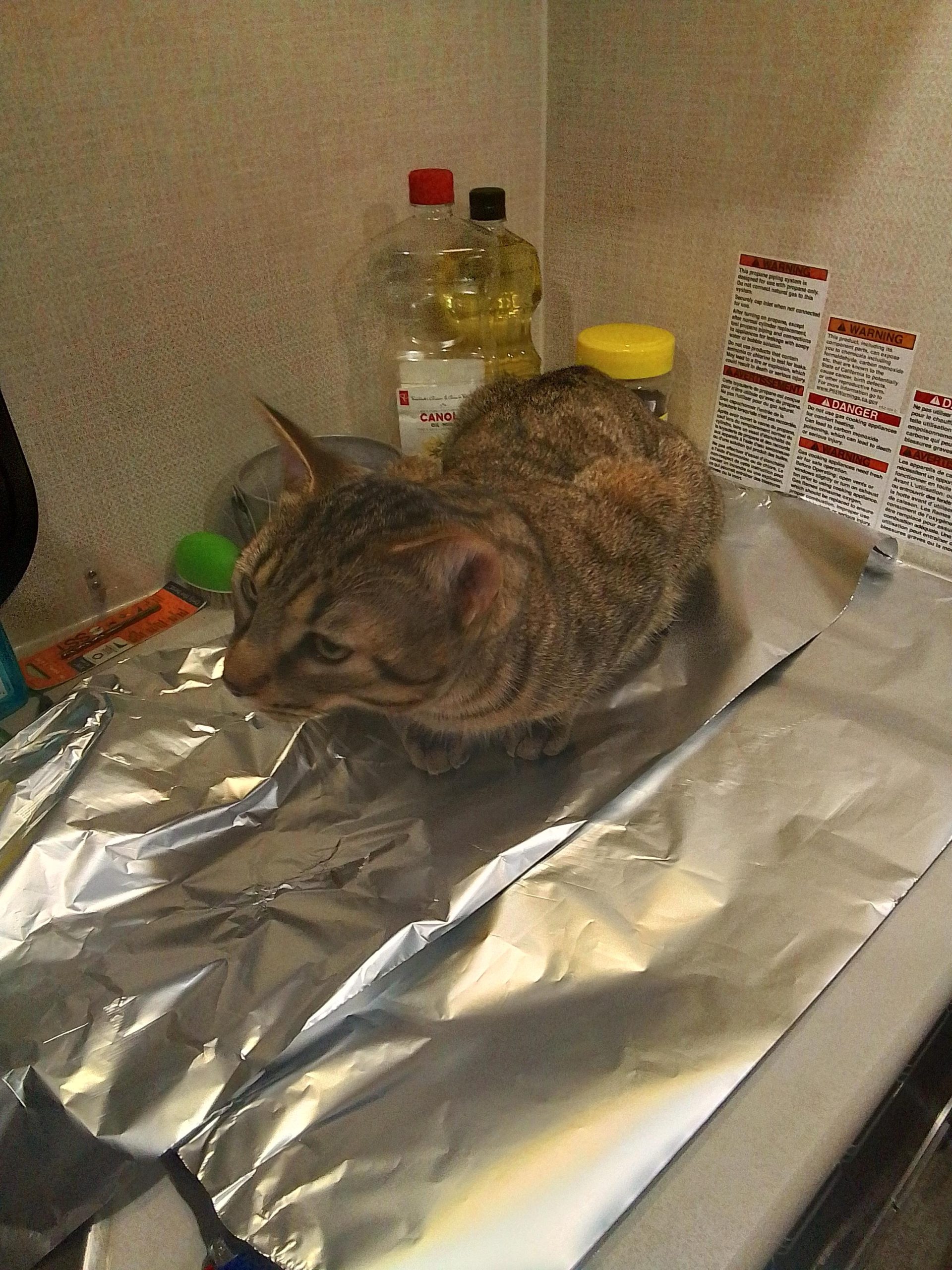 why don't cats like tin foil