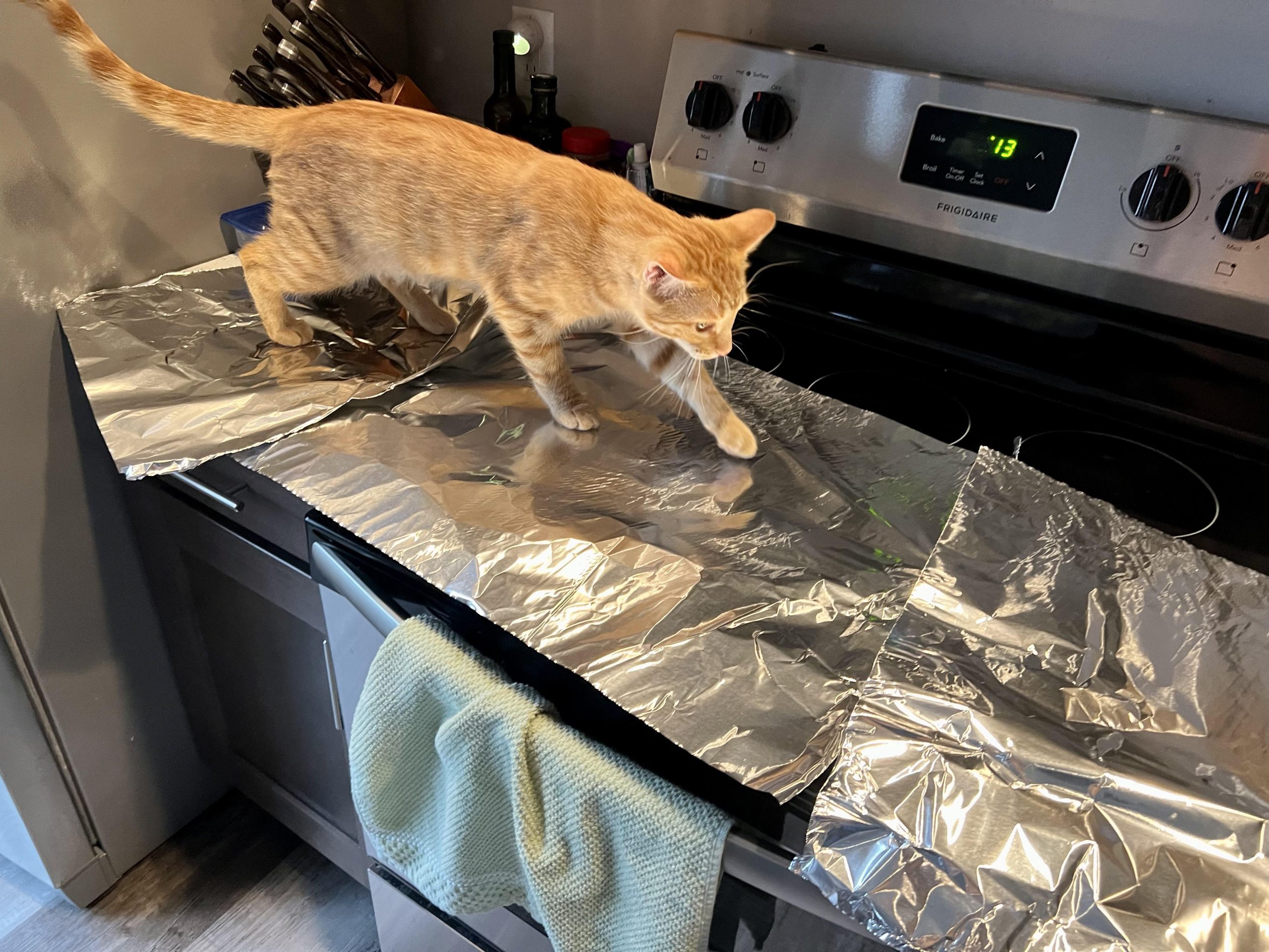 why don't cats like tin foil