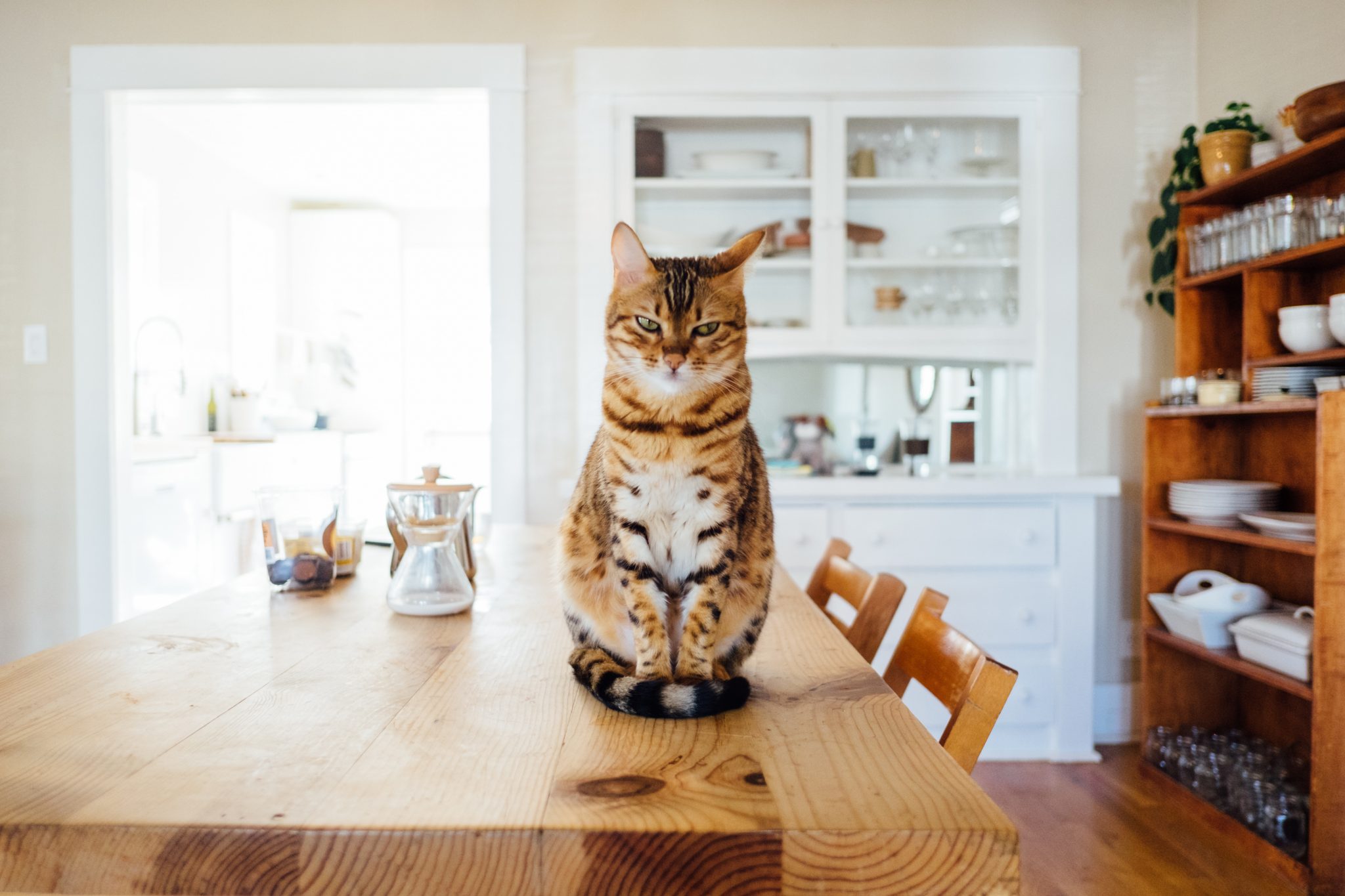 why don't cats like tin foil