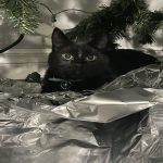 Why don’t cats like tin foil