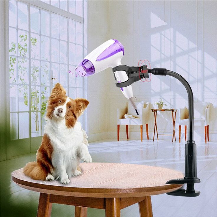 Canine hair dryer