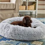 dog bed