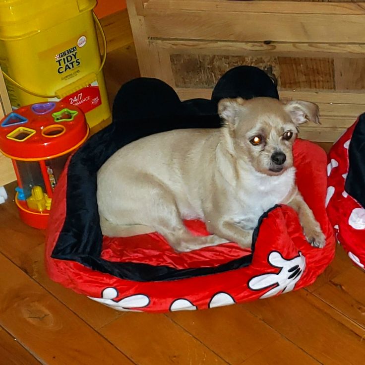 Dog bed