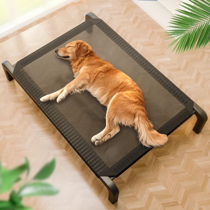 Pet resting place